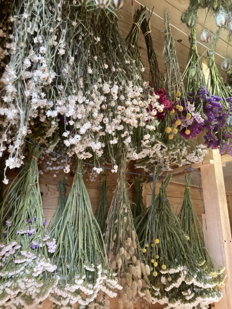 bouquets de fleurs séchées bio française pays basque